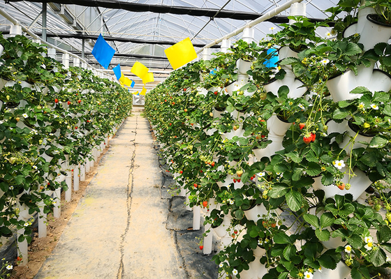 購入 野菜の灌?? 水栽培設備のための自動垂直NFTシステム online manufacture