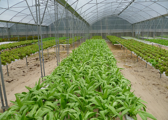 acheter Stérilisateur UV Résistant aux maladies du système d'agriculture Nft pour la croissance des plantes à feuilles vertes online manufacture