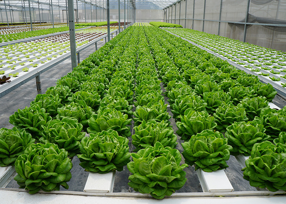 خرید سفارشی کردن گلخانه های بیرونی چند دامنه ضد اصلاح با پنجره های به شکل دندون میخ online manufacture