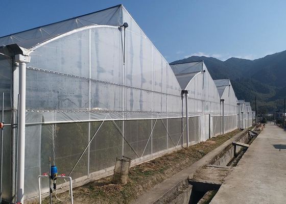 Buy Hot-Dipped Galvanized Multi-Span Greenhouse Structure with UV-Resistant Polyethylene Film and Automated Ventilation online manufacture