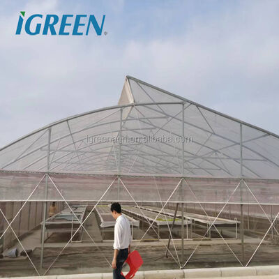 comprare Ventilazione del tetto tropicale commerciale Single-span Grandi serre caldo Dip galvanizzato copertura di film in acciaio per pomodoro lattuga pepe online manufacture