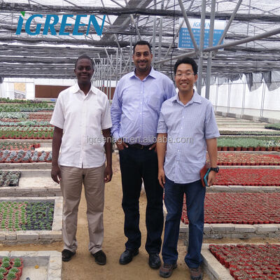 comprar Estufa Comercial de Vegetais com Coluna de 2m e Calha de Chuva online manufacture