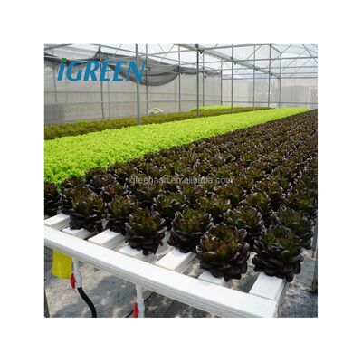 Beli Sistem Hidroponik NFT Komersial Bahan PVC Ukuran Besar Lapisan Tunggal untuk Herbal dan Sayuran online manufacture