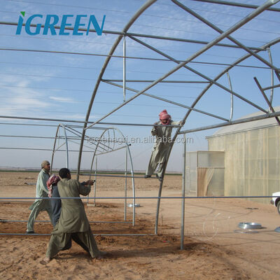 kopen IGreen PE Single-span Agricultural Poly Film Tunnel Greenhouse met zinkgecoate staalframe voor de tamatie online manufacture