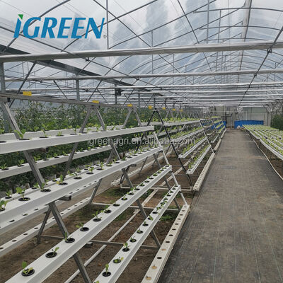 kupować IGreen Multi-Span Agricultural Greenhouse with PE Film Cover Single Layer Dostosowywalny rozmiar online manufacture