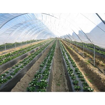 ซื้อ IGreen Strawberry Greenhouse with Hot Dipped Galvanized Steel Pipe and Customized Length Covered by 150/200micron พลาสติกฟิล์ม online manufacture