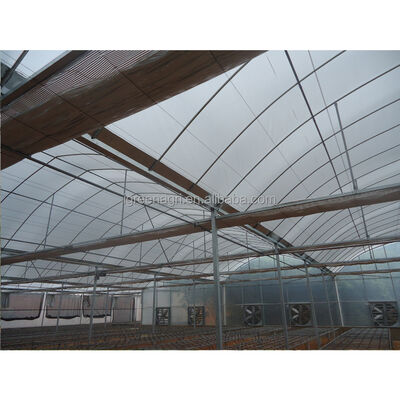 Buy Professional Multi-Span Agricultural Greenhouses with Single Layer PE Film Cover Large Size Used for Plant Growth online manufacture