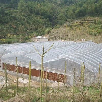 주문 큰 단일층 PE 필름 다단계 농업 온실 금속 프레임 냉각 프레임 online manufacture