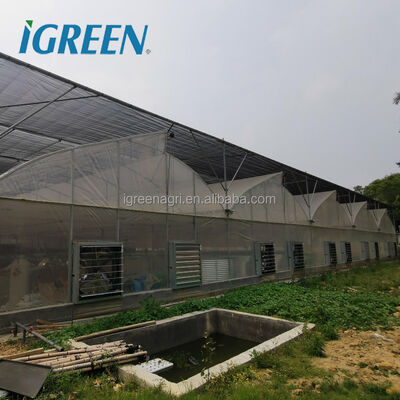 comprar Invernaderos agrícolas de gran tamaño de una sola capa y de múltiples tramos con cubierta de película de PE para el crecimiento de las plantas online manufacture