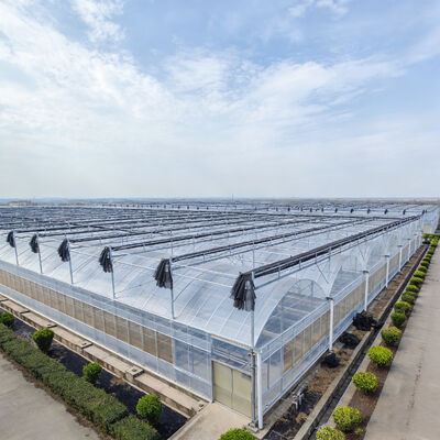 Buy Large Heavy Duty Multi Span PE Film Greenhouse High Strength Shading Cooling Irrigation Hydroponic System All Climate Adaptation online manufacture