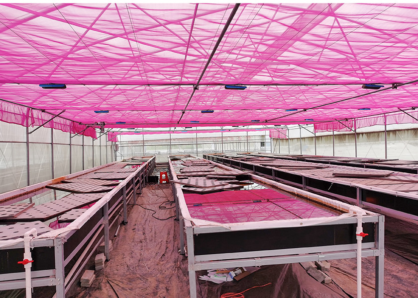 Dwc Rice Durable Nutrient Recycling Deep Water Grow System Recirculating Dwc System