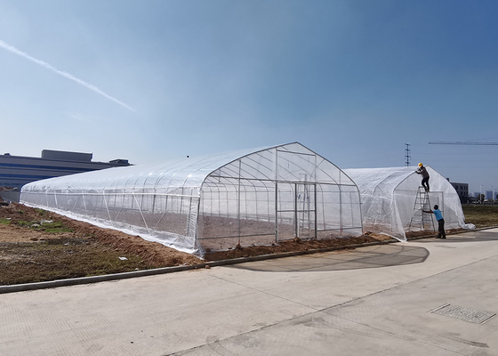 5-10 Meter Width Singular Span Greenhouse With All By Steel Clips Assembly