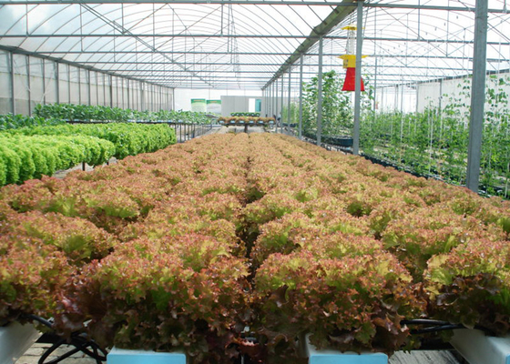 Water Saving Flat NFT Hydroponic System Eco Friendly Design For Leafy Greens