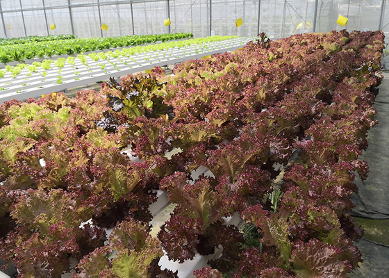 Eco Friendly NFT Hydroponic System Water Saving With Automated Management