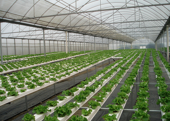 High Density NFT Hydroponics System Fast Harvest Cycle Automatic Control