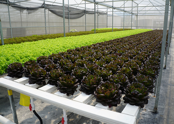 High Density Flat Commercial Nft Hydroponic Systems Nutrient Film Technique Hydroponics