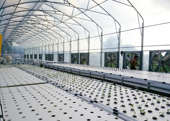 Quick Growing DWC Hydroponics System Perfect Commercial For Fast Harvest Vegetables