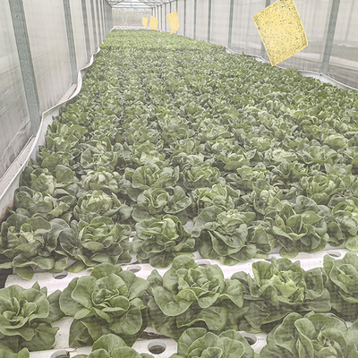 Stable DWC Hydroponics System Fertilizer Saving For Cultivating Green Plants