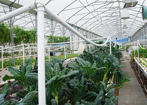 Space Saving DWC Hydroponics System Oxygen Rich For Small Space Vegetable Gardening