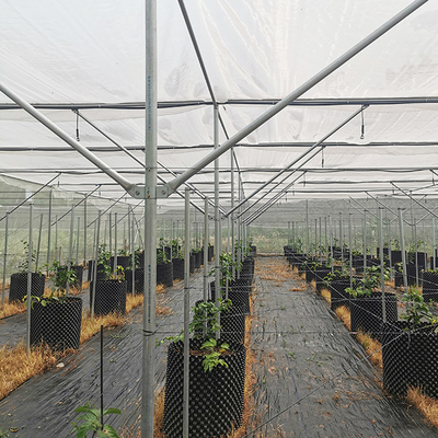 No Welding Insect Proof Heavy Duty Greenhouse Metal Frame Greenhouse