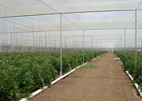 Economical Anti Insect Net For Greenhouse Efficient For Vegetable Cultivation
