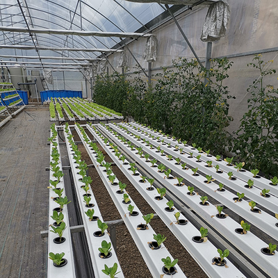 Large Capacity Aquaponics Indoor Garden System Ecological With Leafy Vegetables