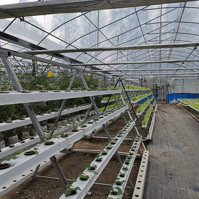 Commercial Fish Hydroponics System Aquaponics Greenhouse Kit For Fish Vegetable