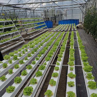 Industrial Aquaponics System Kit For Vegetable Organic Leafy Greens Aquaponics Growing Systems