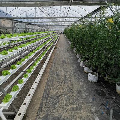 Automated Complete Aquaponics System For Fish Production Year Round Lettuce