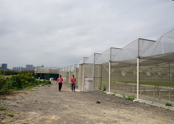 Heavy Duty Windproof Commercial Hot Houses Reinforced Plastic Greenhouse