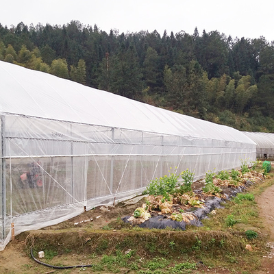 Economical Multi Span Greenhouse For Pepper Farming Rainwater Collection