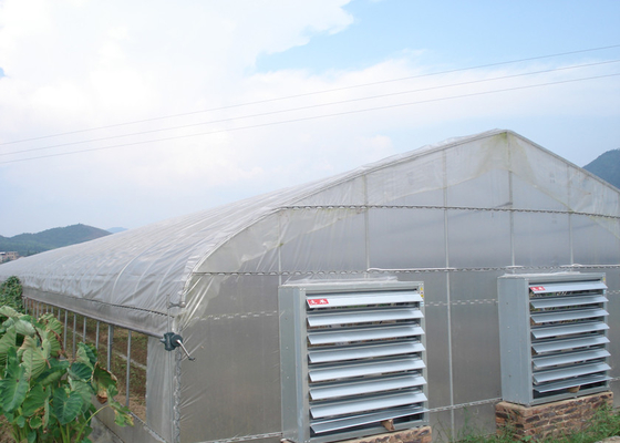 Smart Industrial Multi Span Greenhouse For Vegetable Growing