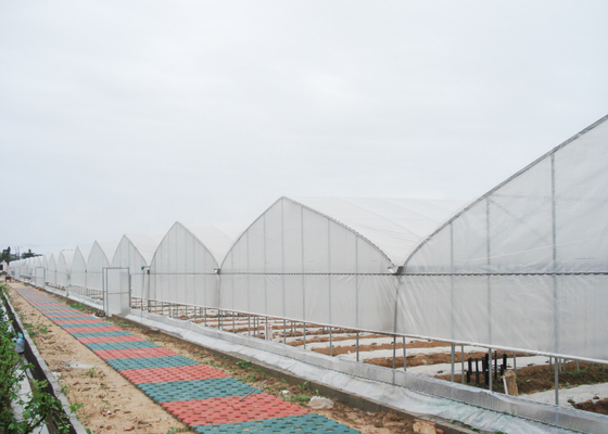 Uv Resistant Multi Span Greenhouse 100 Meter Length For Fruits Vegetables