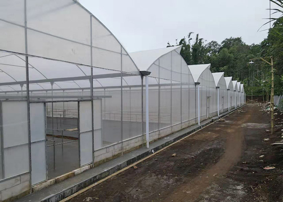 Top Multi Span Greenhouse 10 Meter Length With Insect Net Window