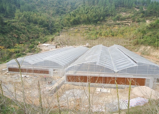 Tomato And Strawberry Greenhouse Turnkey Project 8-10 Meter Span Width